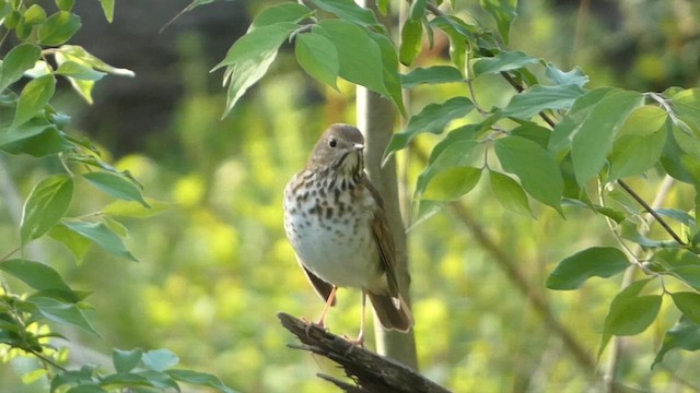 Hermit Thrush - ML617521883