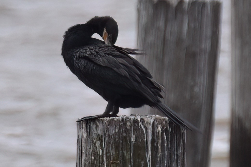 Neotropic Cormorant - ML617521920