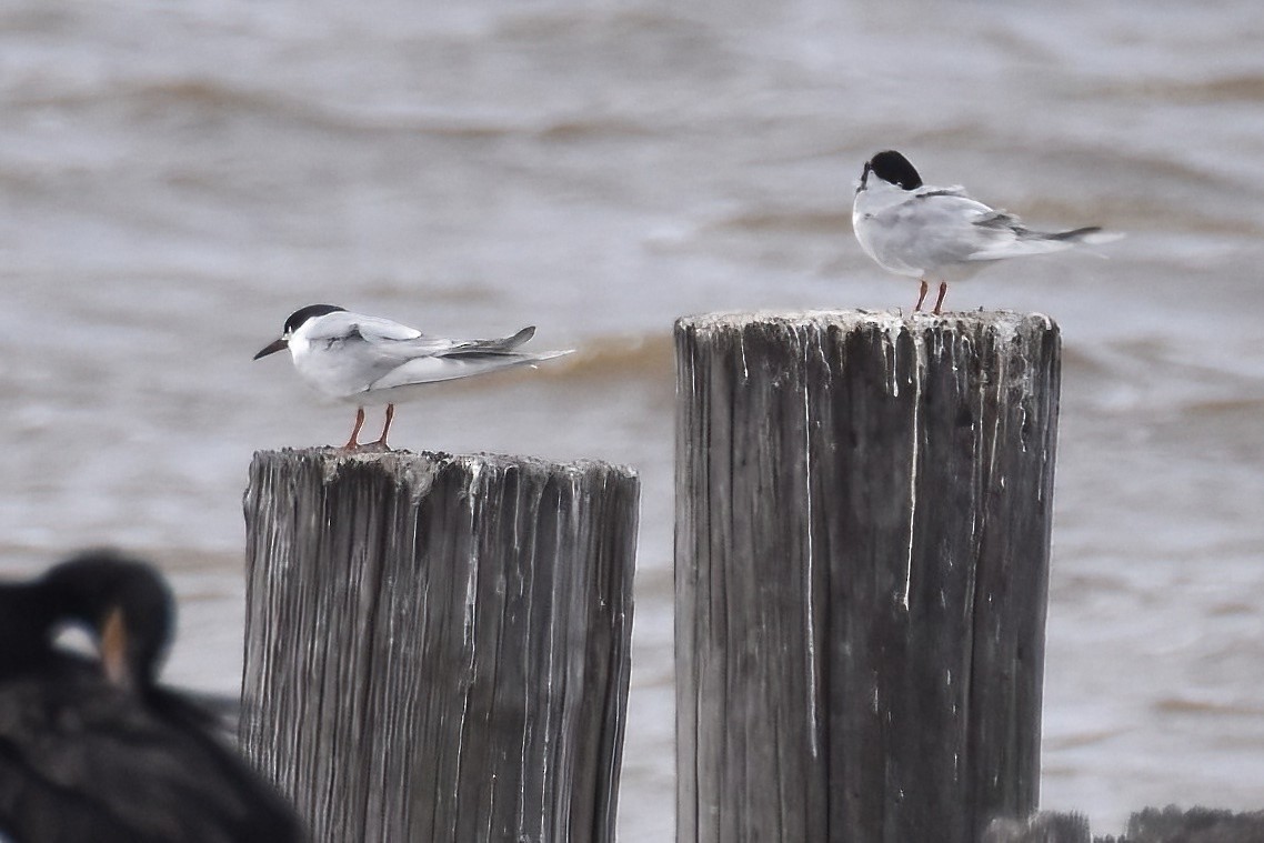 Forster's Tern - Derek Hudgins