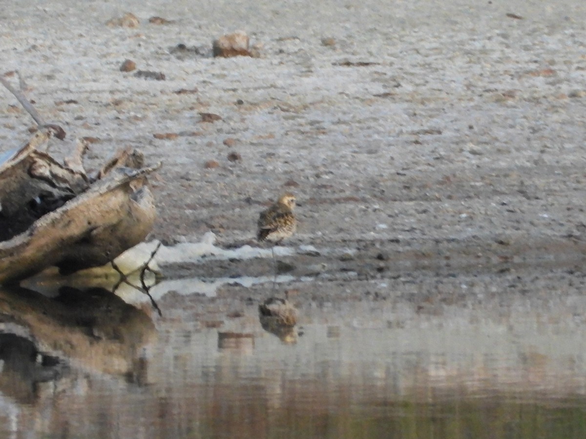 Pacific Golden-Plover - James Telford