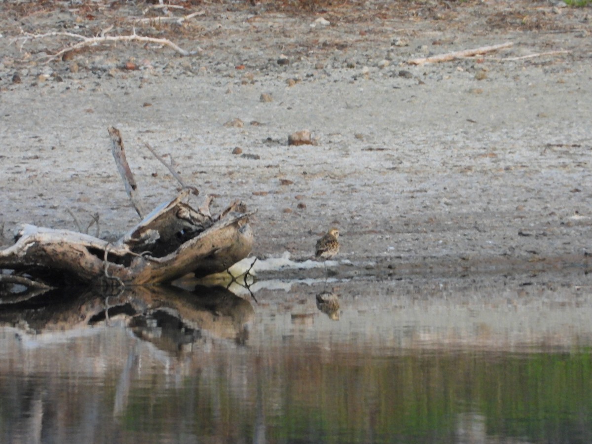 Pacific Golden-Plover - James Telford