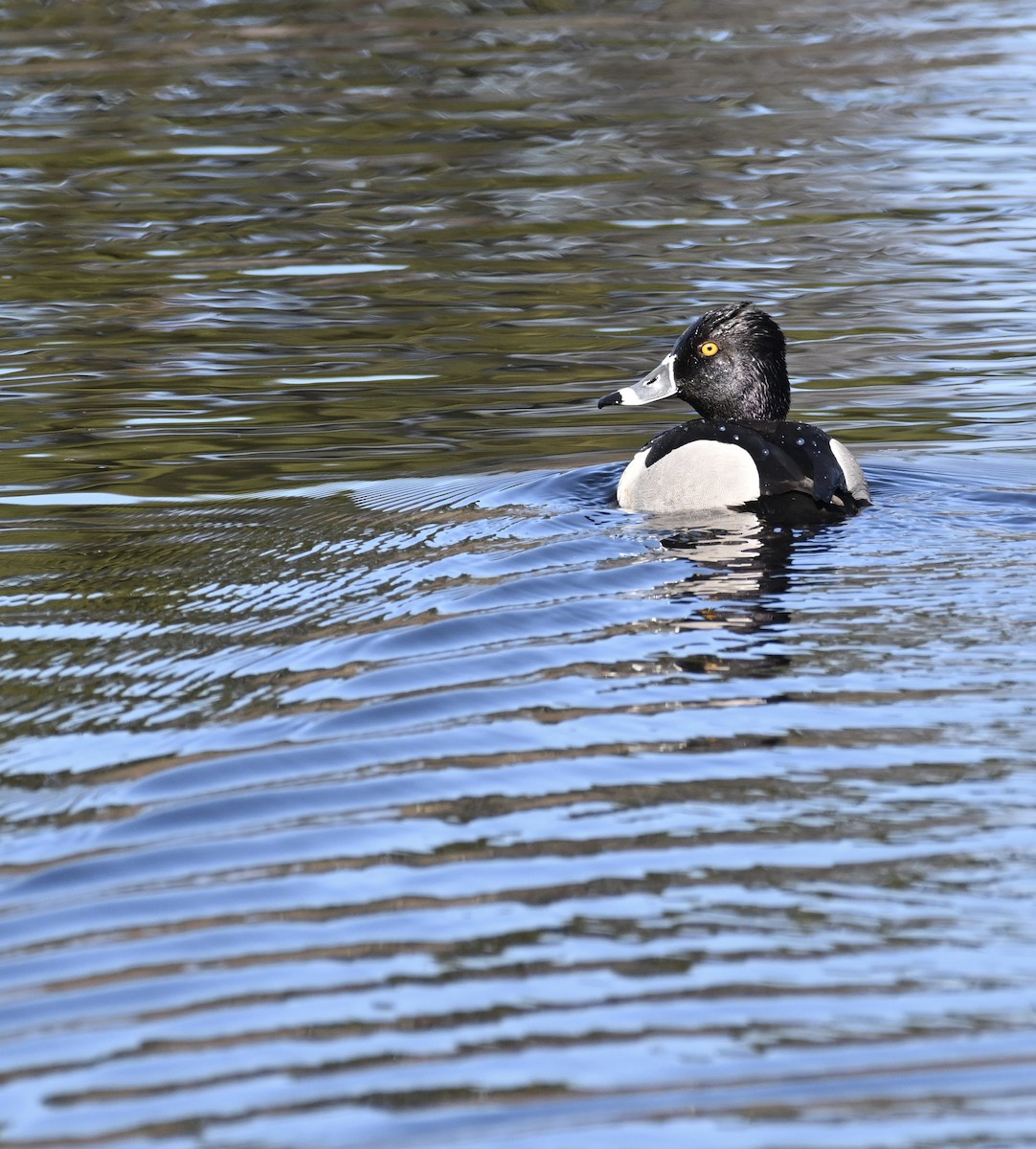 Ring-necked Duck - ML617521939