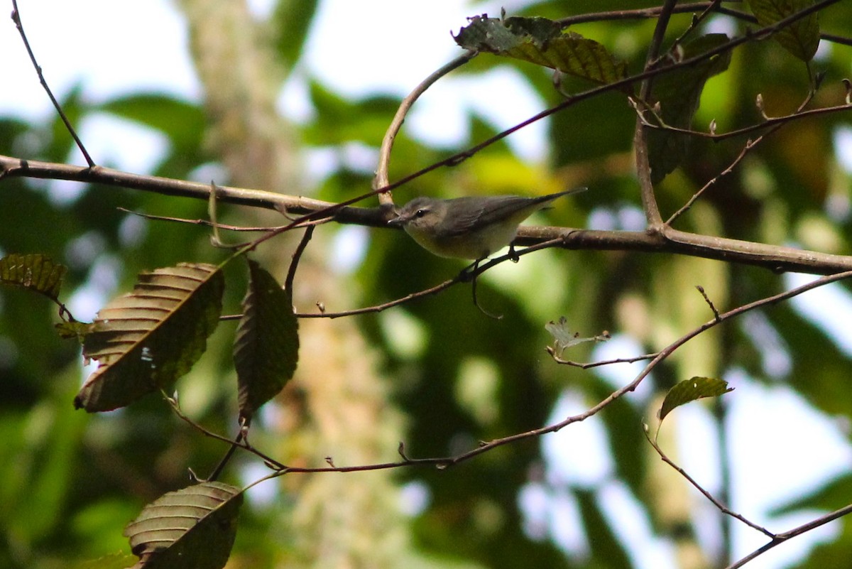 Philadelphia Vireo - Miska Nyul