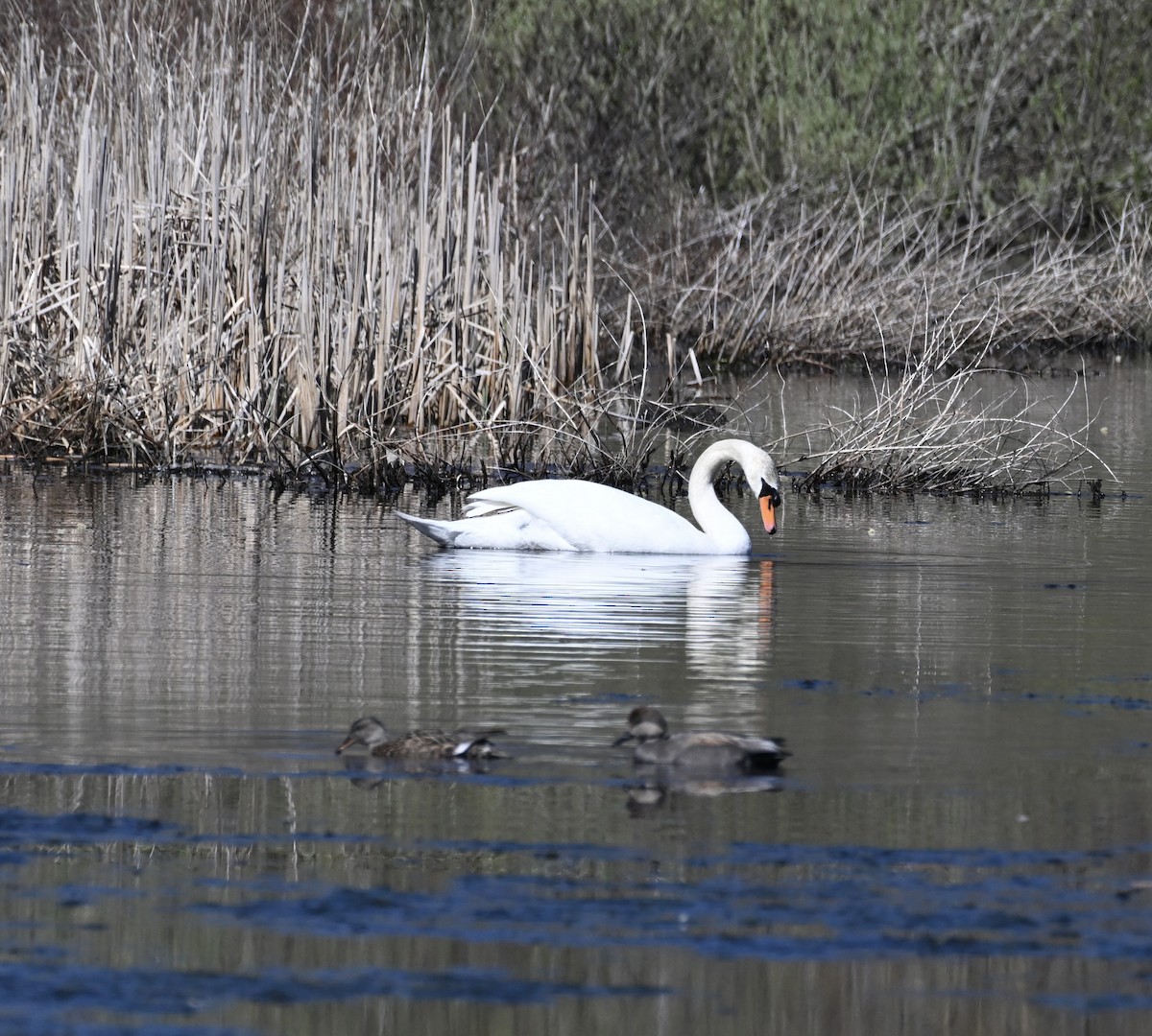 Mute Swan - ML617521960