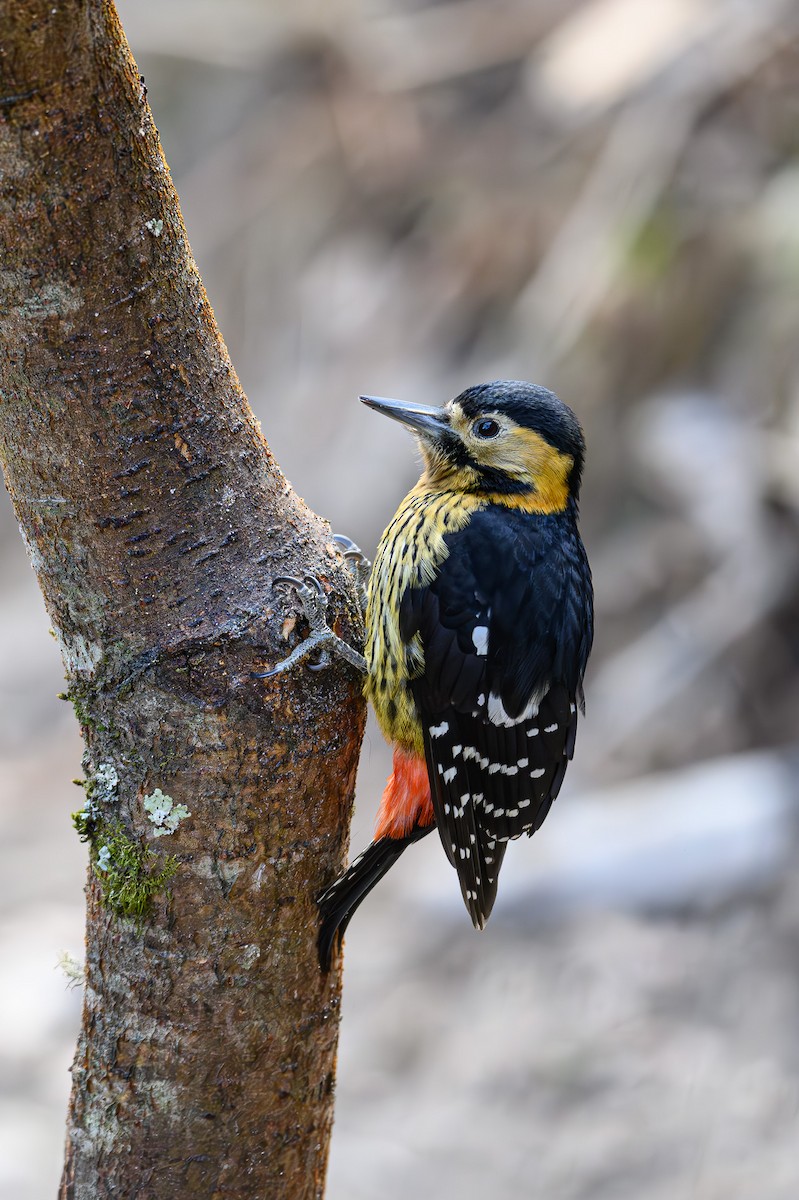 Darjeeling Woodpecker - ML617521964