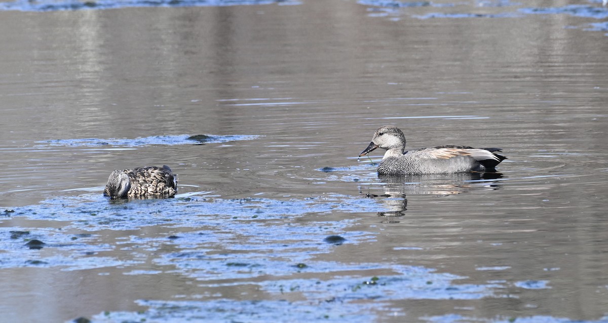 Gadwall - ML617521970