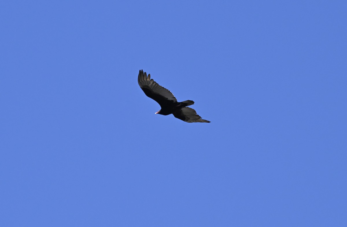 Turkey Vulture - ML617521979