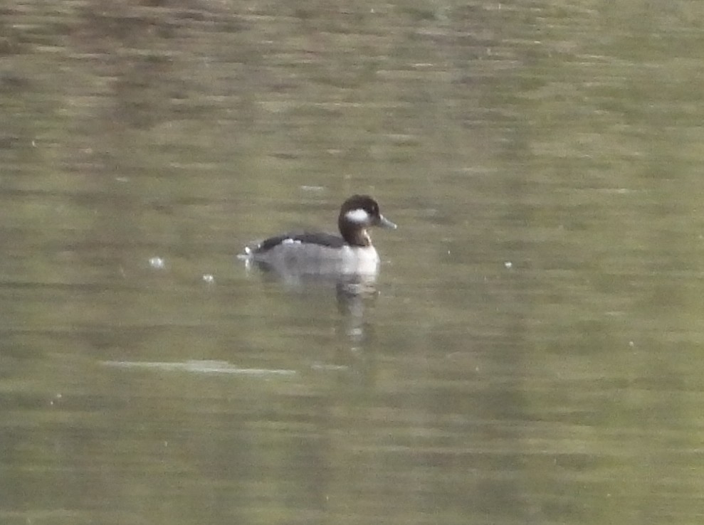 Bufflehead - ML617521982