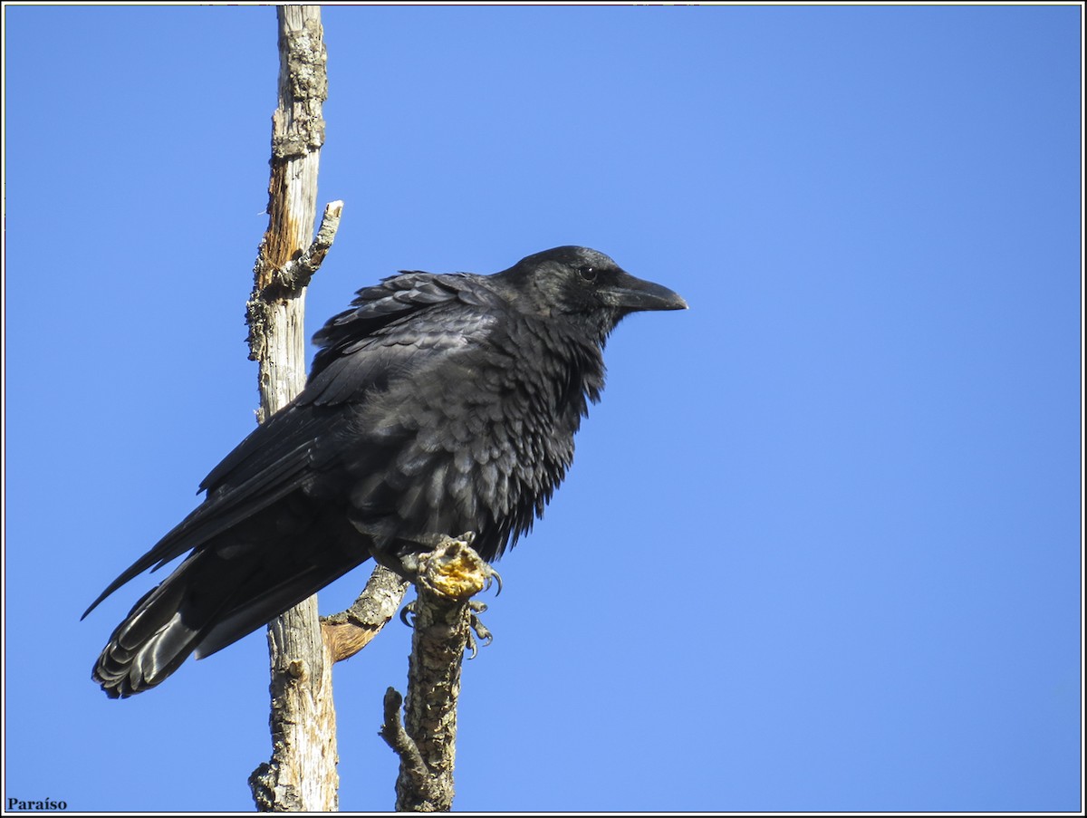 Carrion Crow - ML617521988