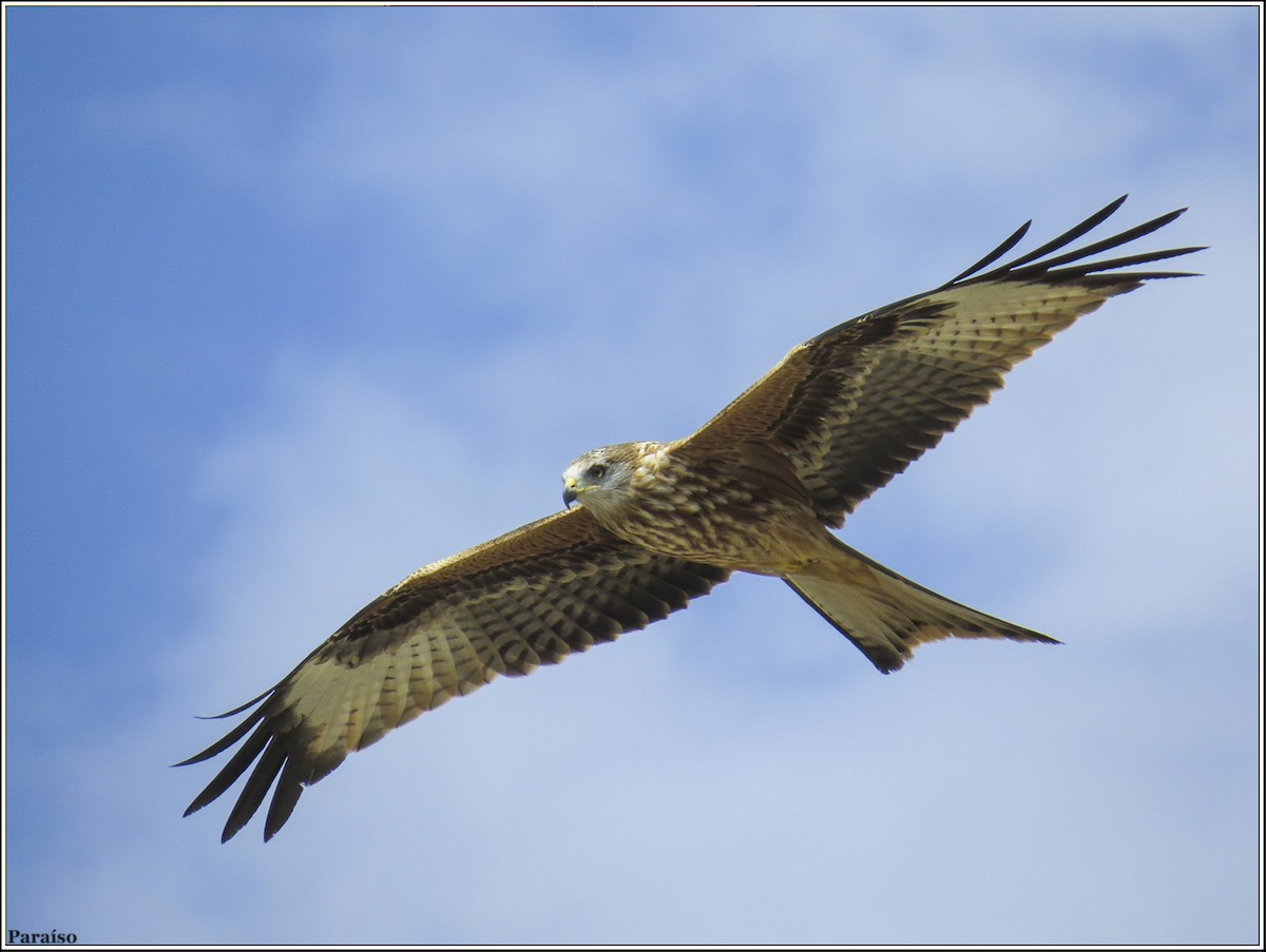 Red Kite - ML617521997