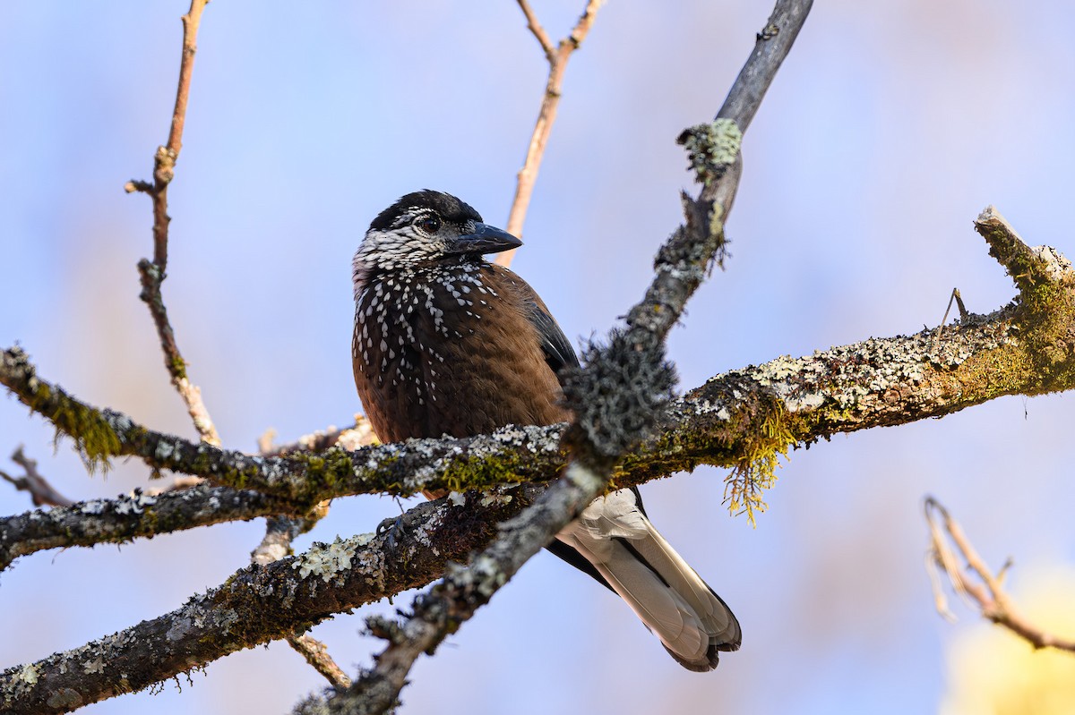 Eurasian Nutcracker - ML617522009