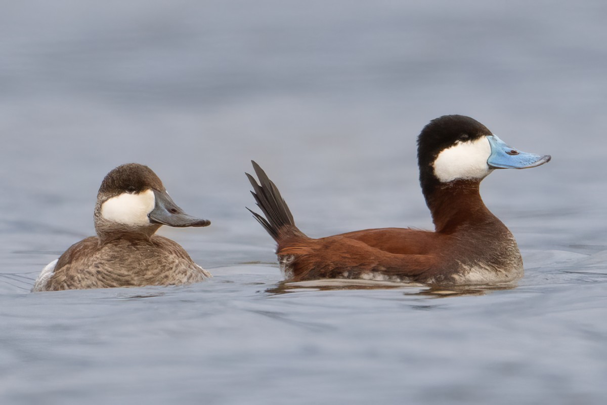 Ruddy Duck - ML617522044