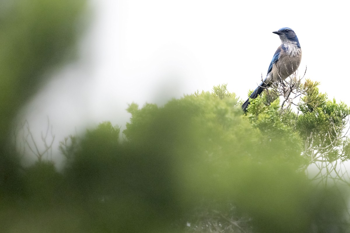 Woodhouse's Scrub-Jay (Woodhouse's) - Reed Robinson