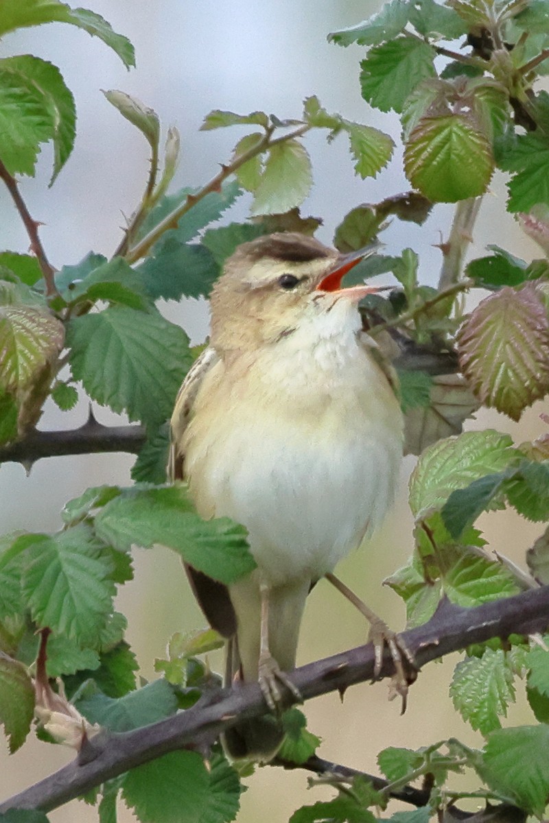 Sedge Warbler - ML617522087