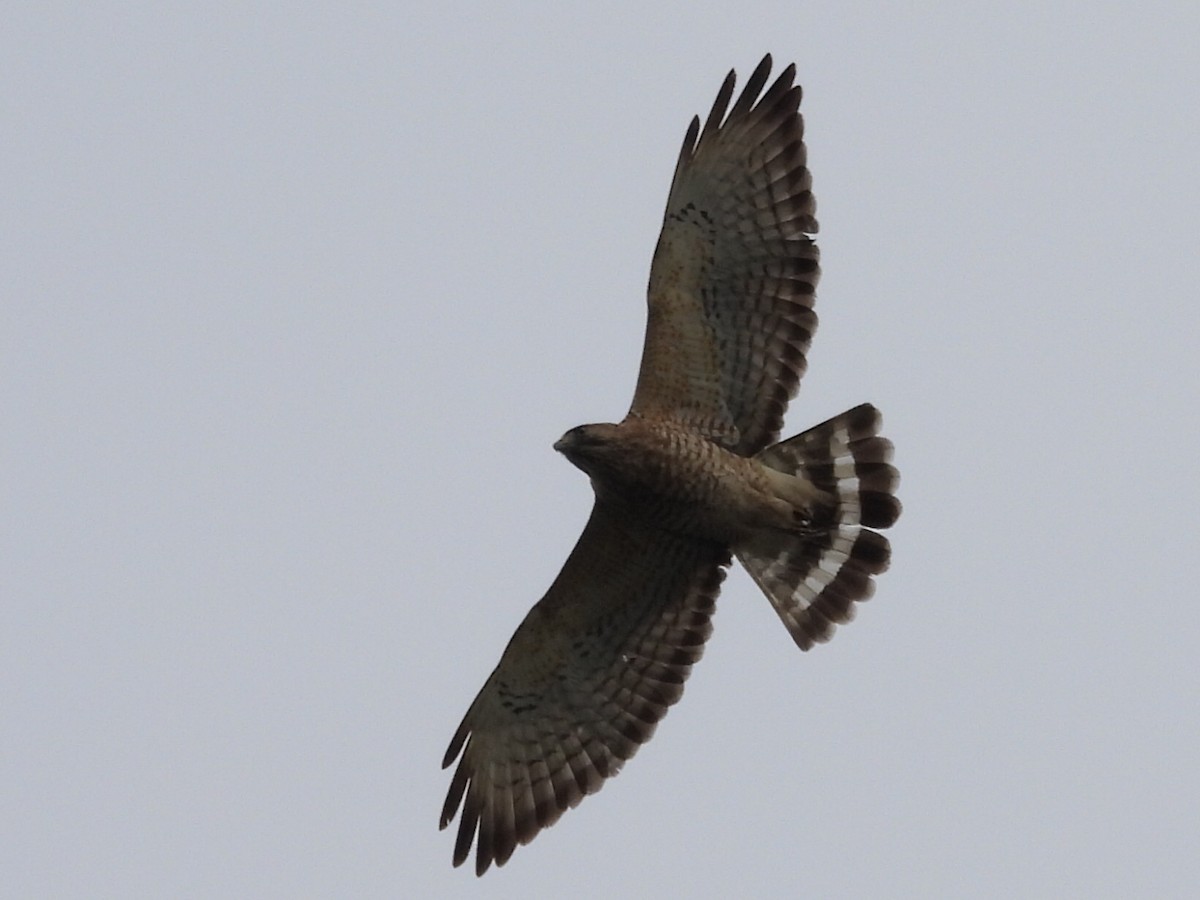 Broad-winged Hawk - ML617522114