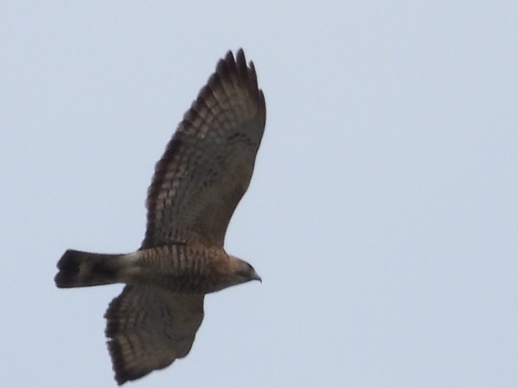 Broad-winged Hawk - ML617522118