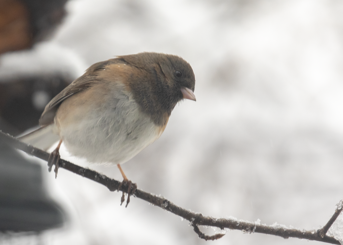 Dark-eyed Junco (Oregon) - Anonymous