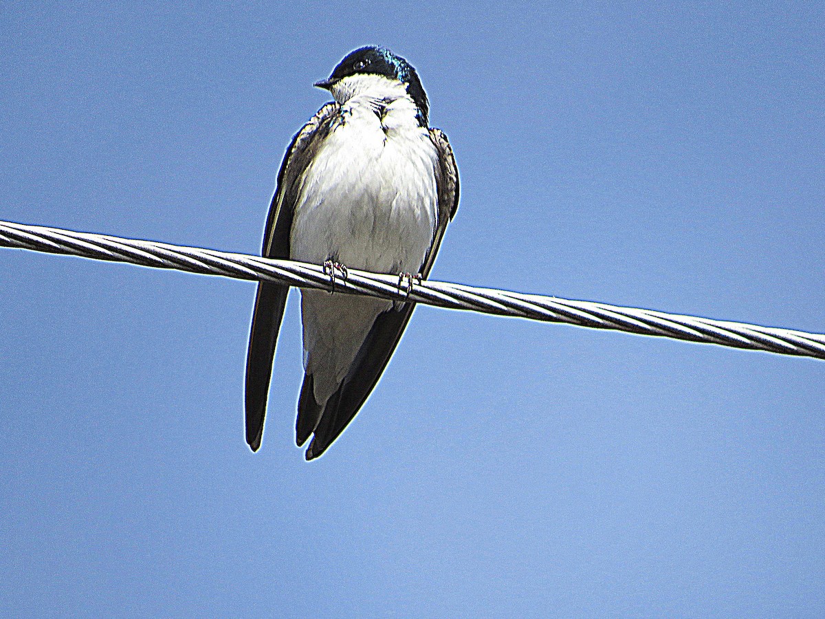 Tree Swallow - ML617522209