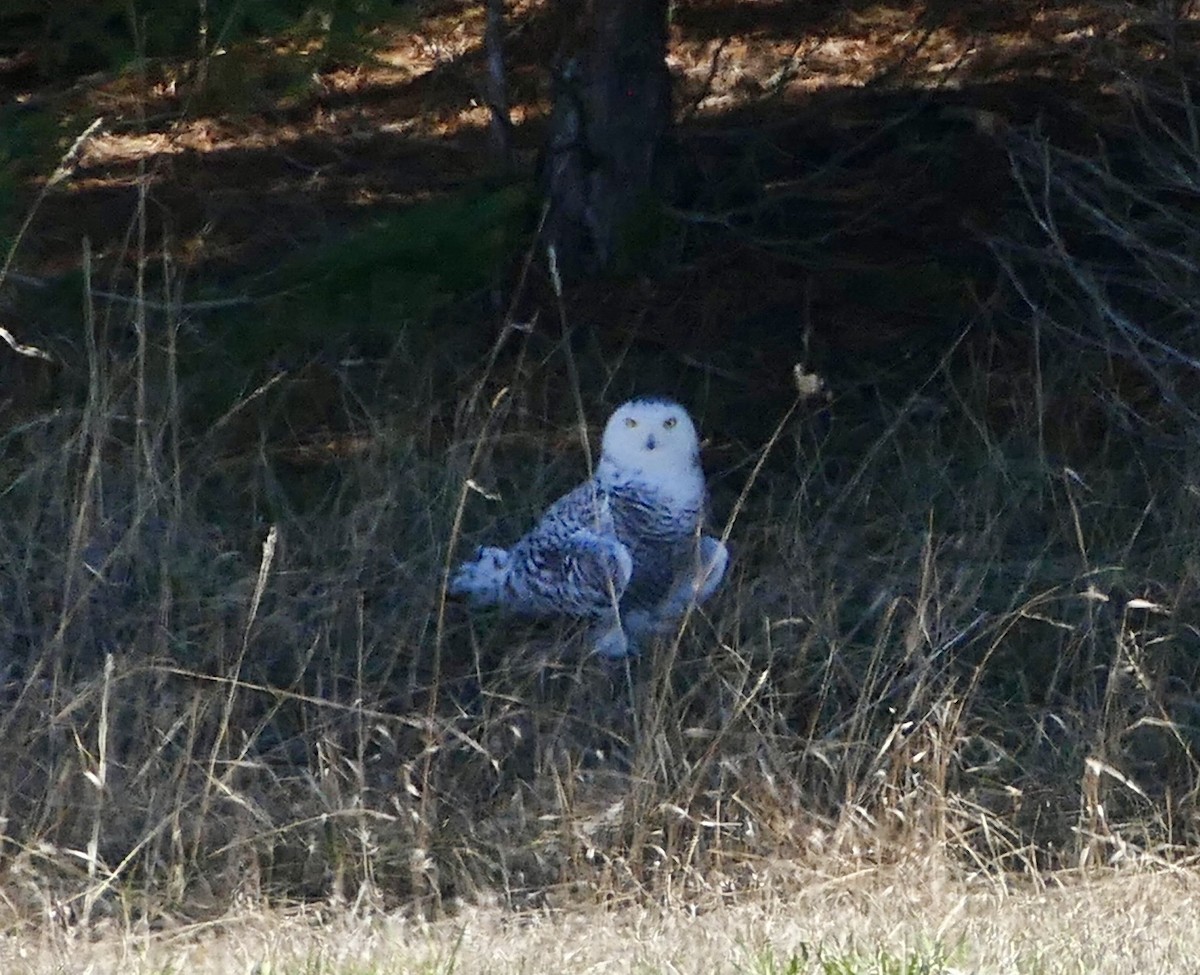 Snowy Owl - Kim Herman