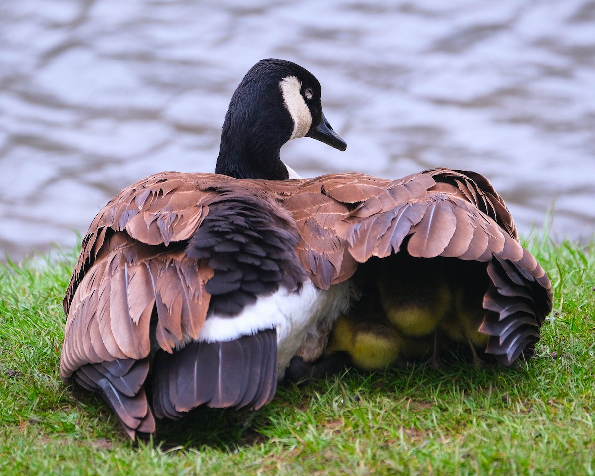 Canada Goose - Andrew Dressel