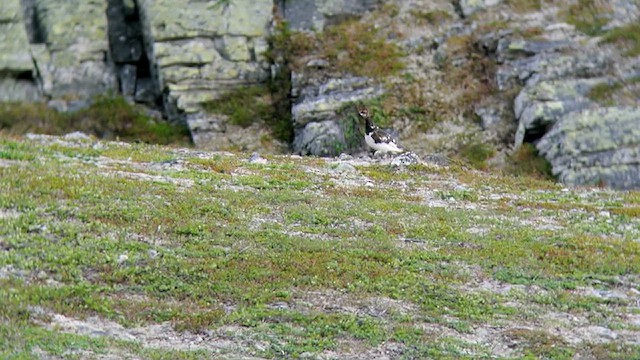 Rock Ptarmigan - ML617522275