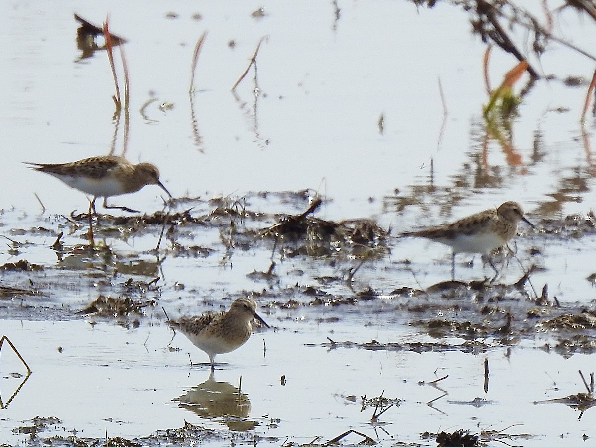 Baird's Sandpiper - Sharlane Toole