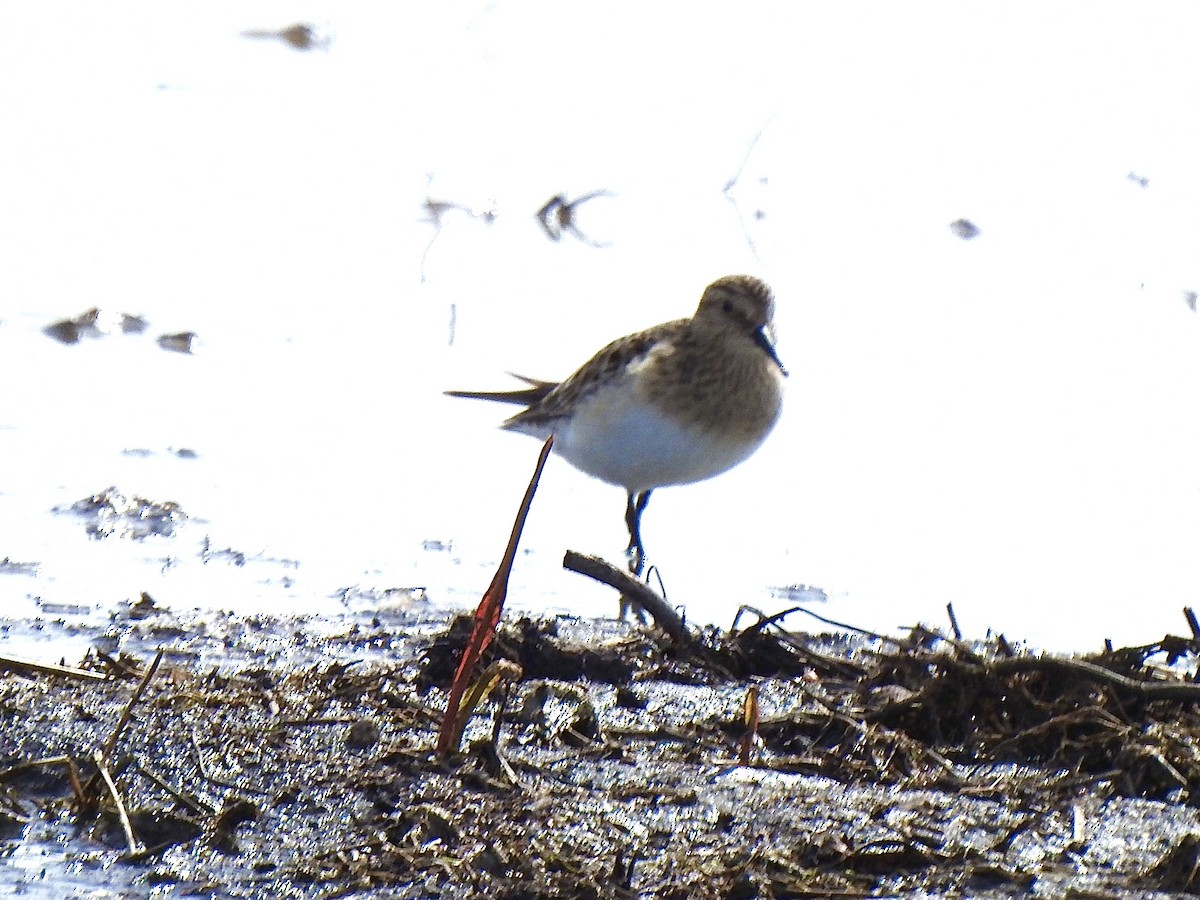 Bairdstrandläufer - ML617522331