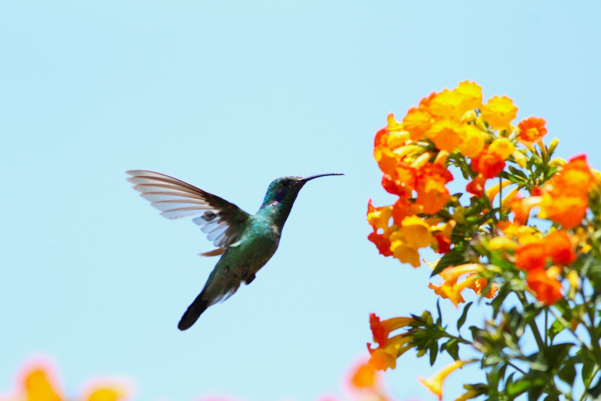 kolibřík modrouchý - ML617522336