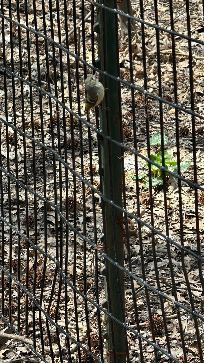 Ruby-crowned Kinglet - ML617522340