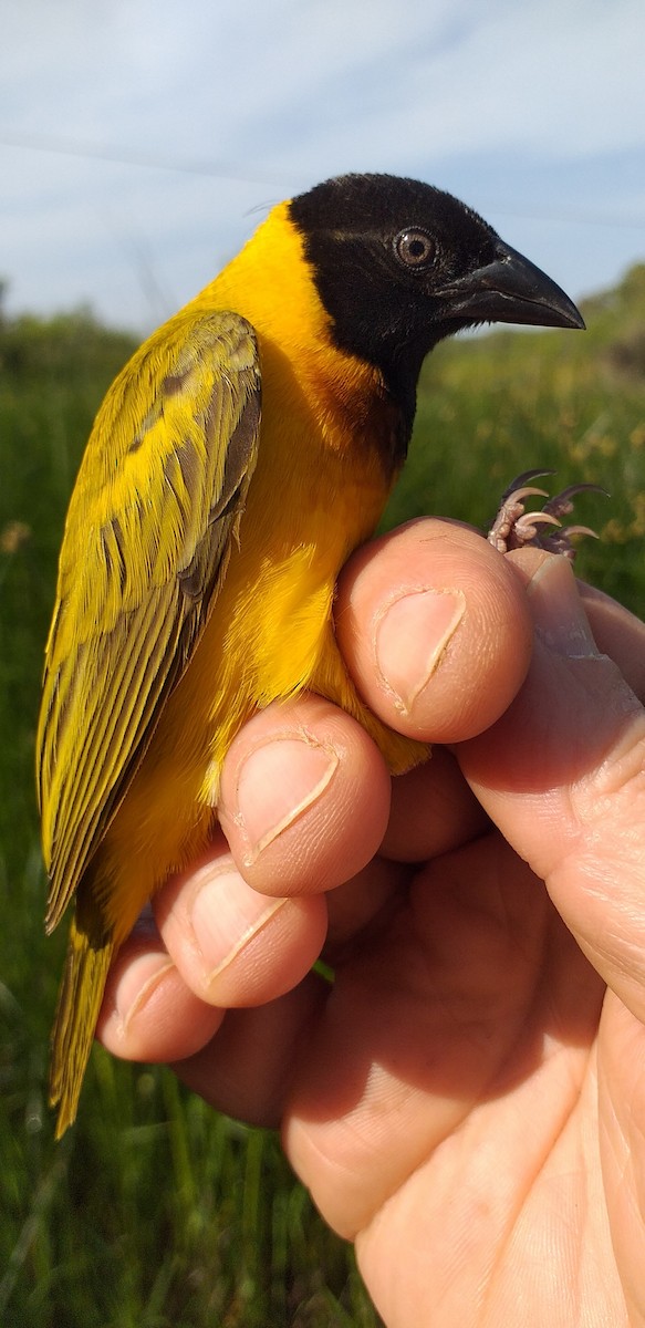 Black-headed Weaver - ML617522342