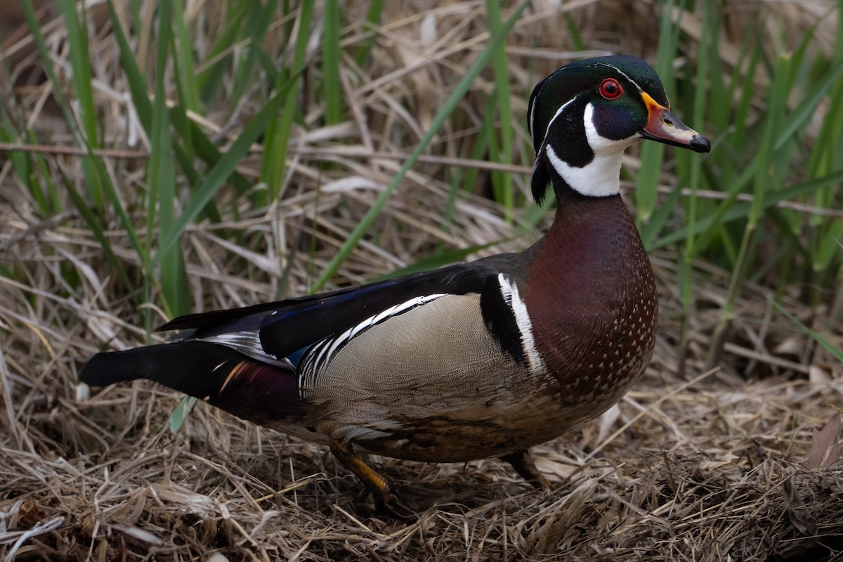 Wood Duck - ML617522382