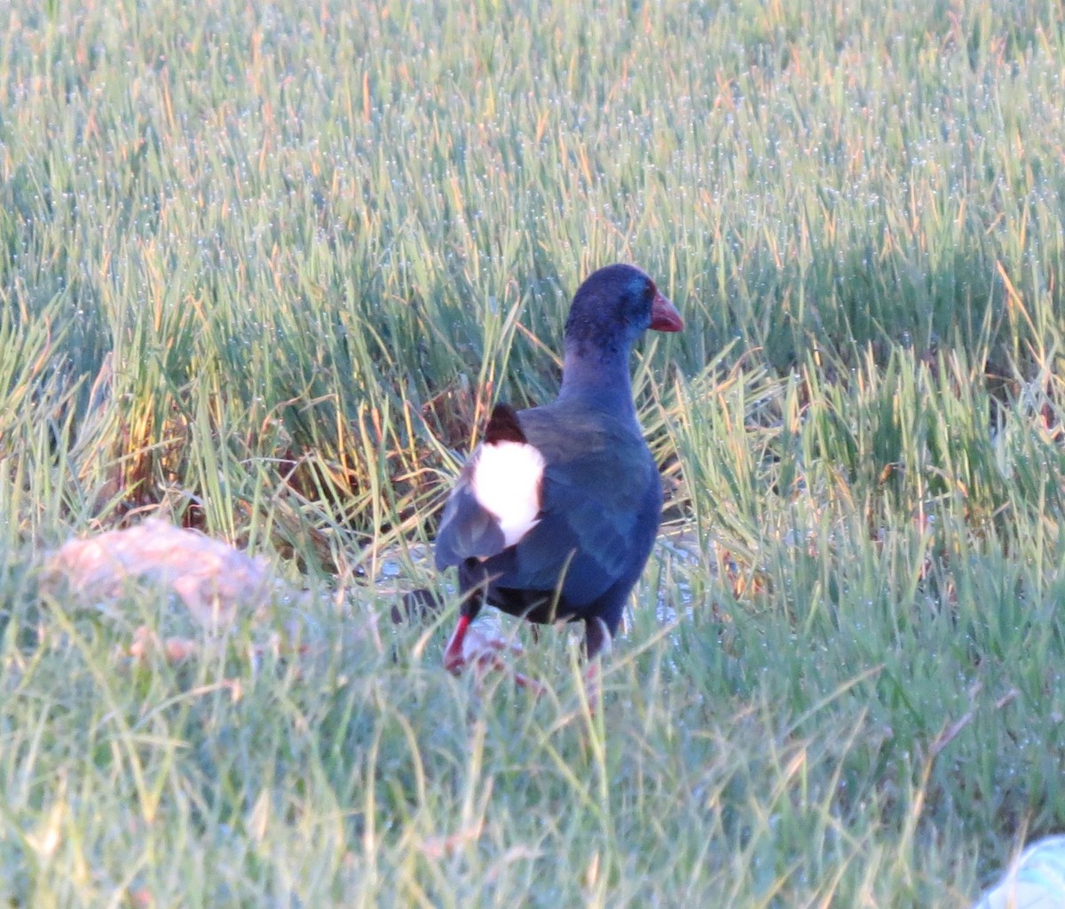 African Swamphen - ML617522385