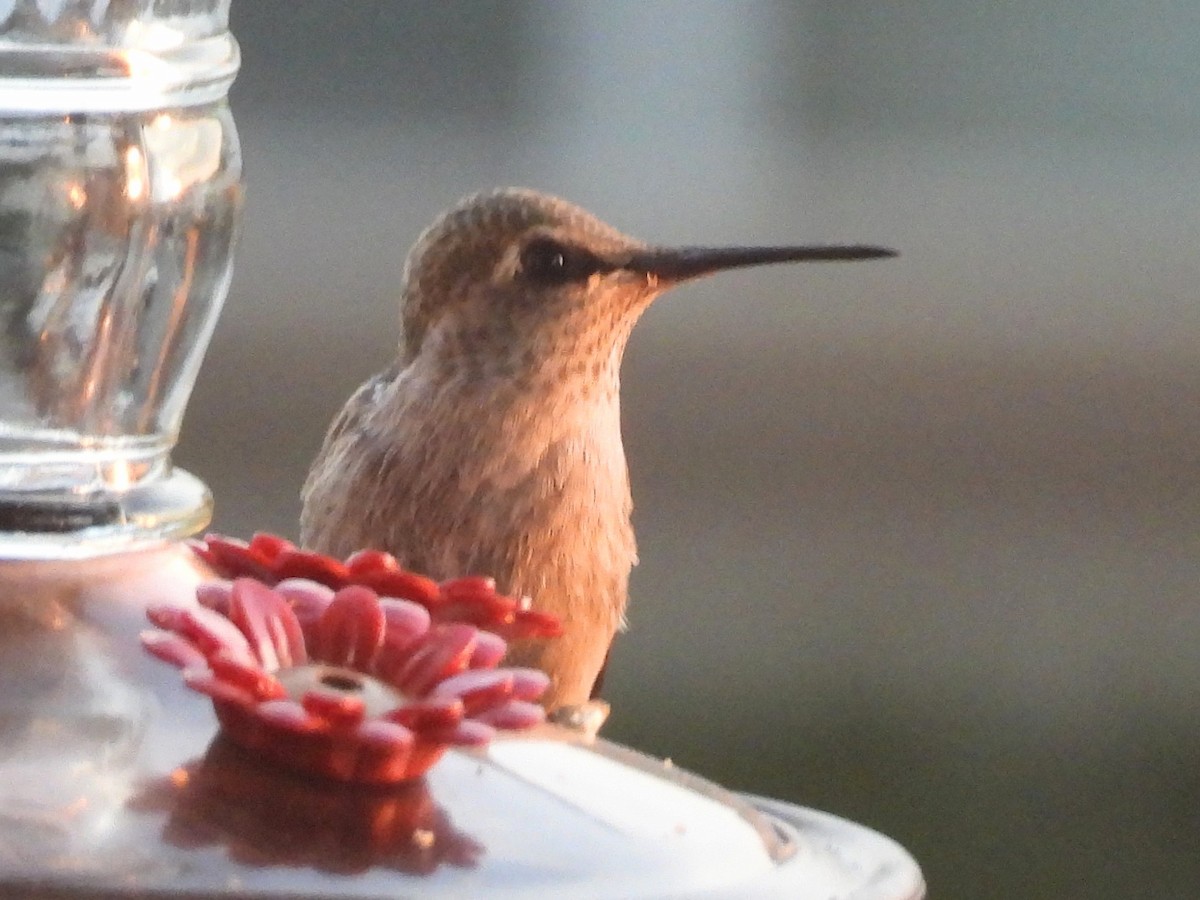 hummingbird sp. - Jeanene Daniels