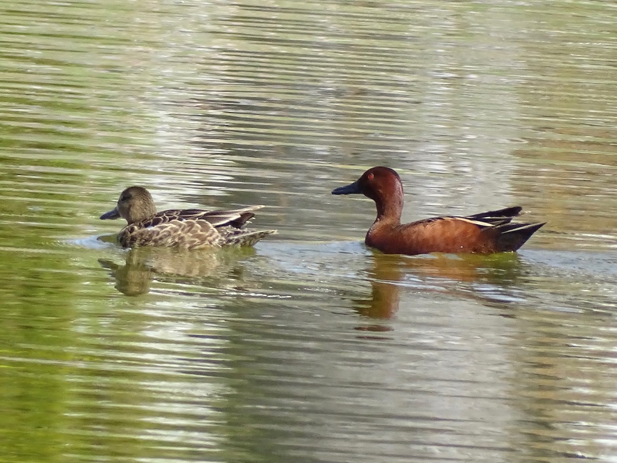 Cinnamon Teal - ML617522405