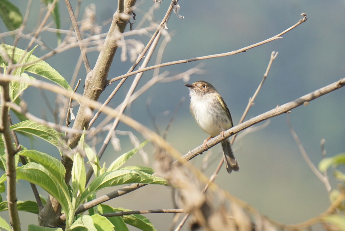 Pale-eyed Pygmy-Tyrant - Julio César Loyo