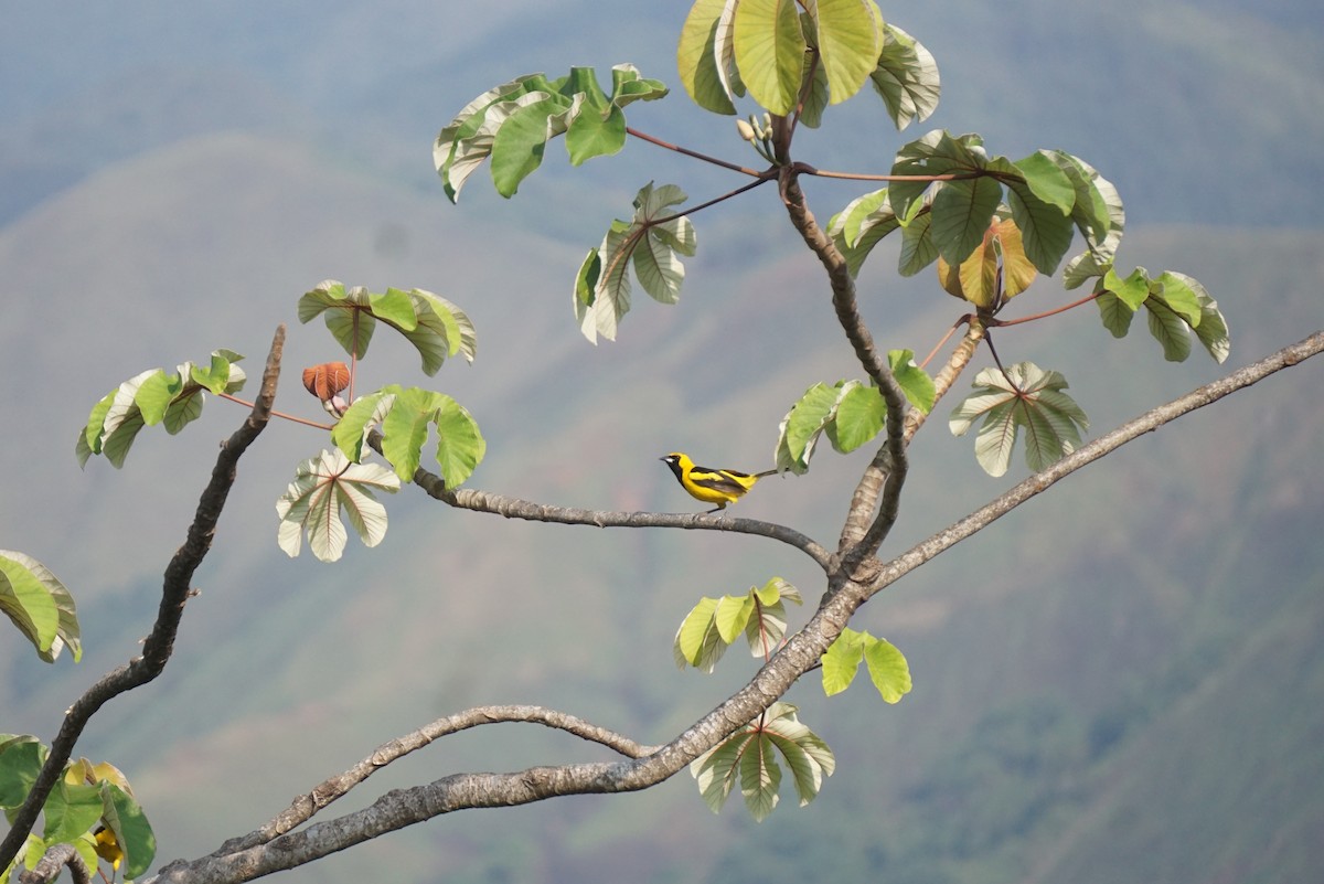 Yellow-tailed Oriole - ML617522443