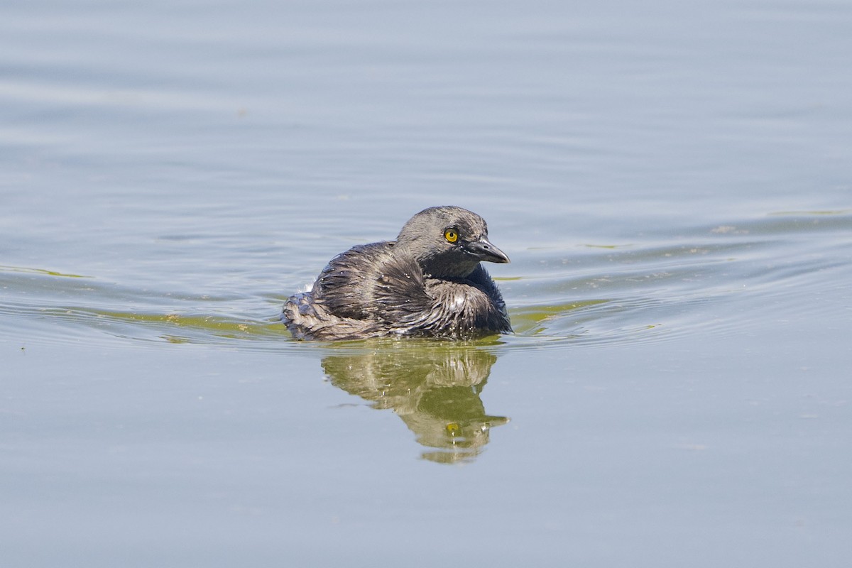 Least Grebe - ML617522444