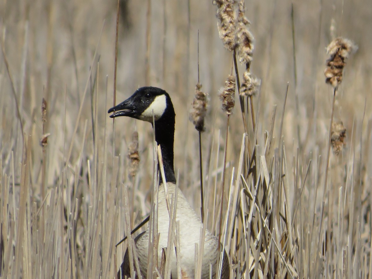 Canada Goose - ML617522467