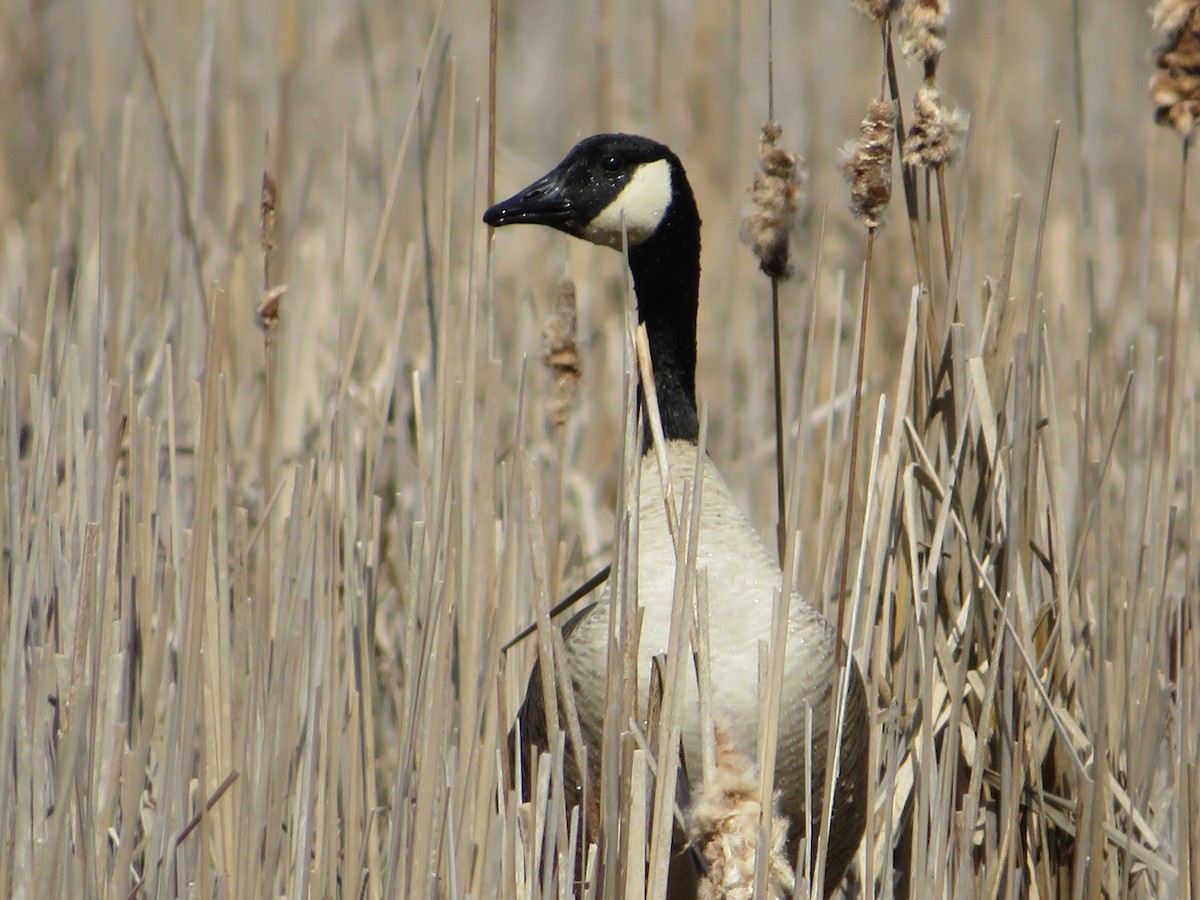 Canada Goose - ML617522468