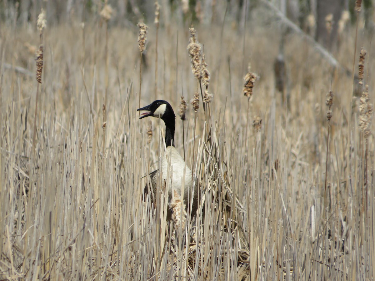 Canada Goose - ML617522469