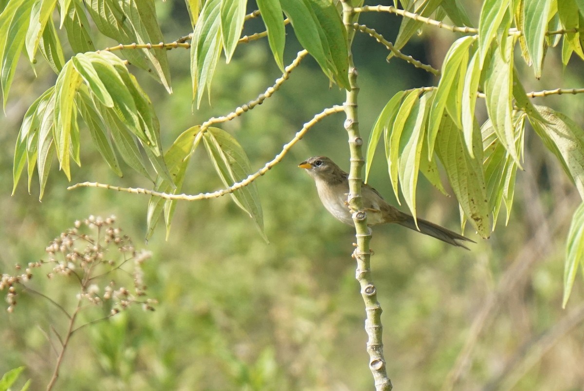 Wedge-tailed Grass-Finch - ML617522490