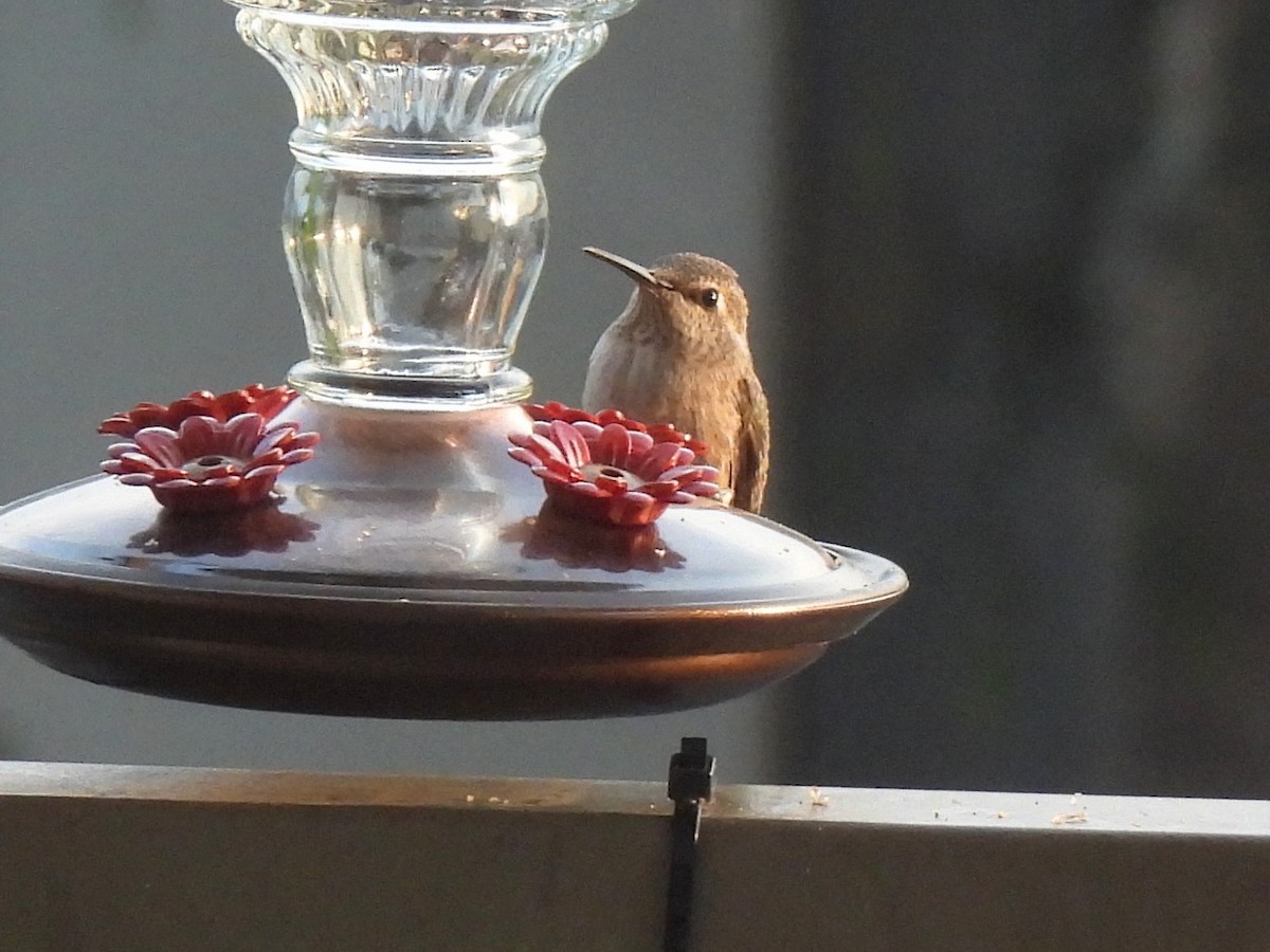 hummingbird sp. - Ed Daniels