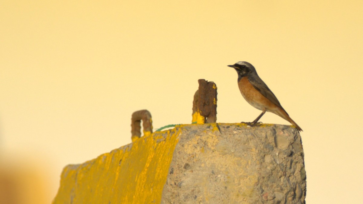 Common Redstart - Jitesh Mohanan