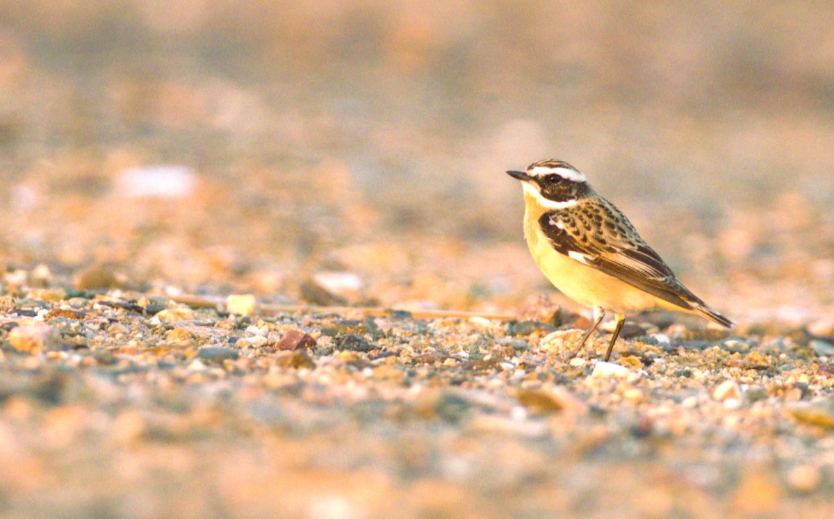 Whinchat - Jitesh Mohanan