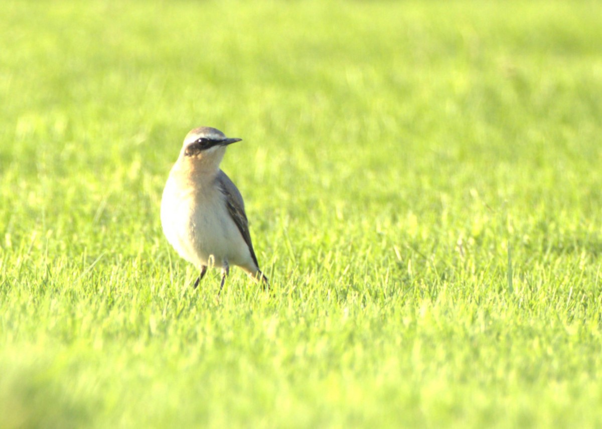 Northern Wheatear - Jitesh Mohanan