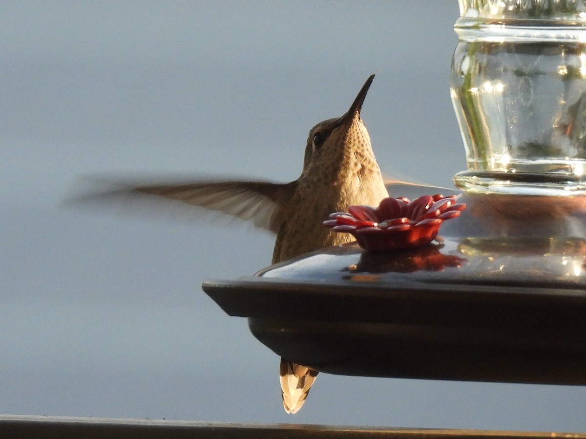 hummingbird sp. - Ed Daniels