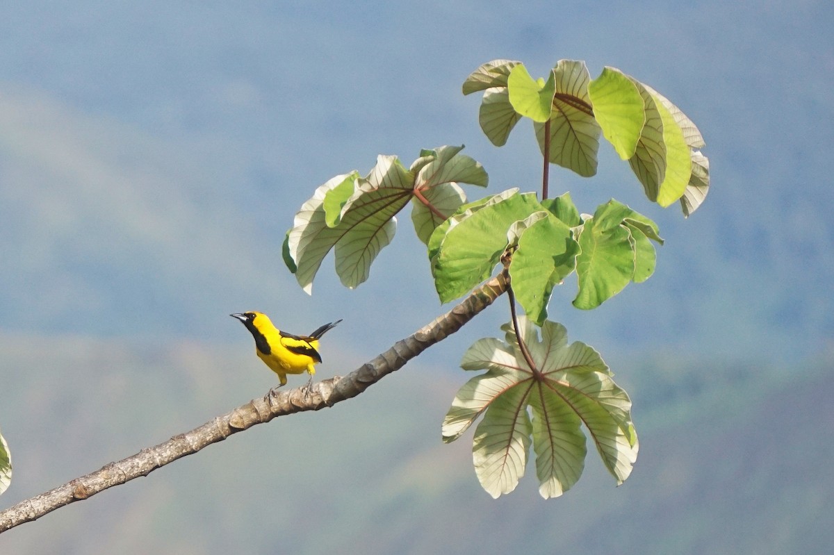 Yellow-tailed Oriole - ML617522560