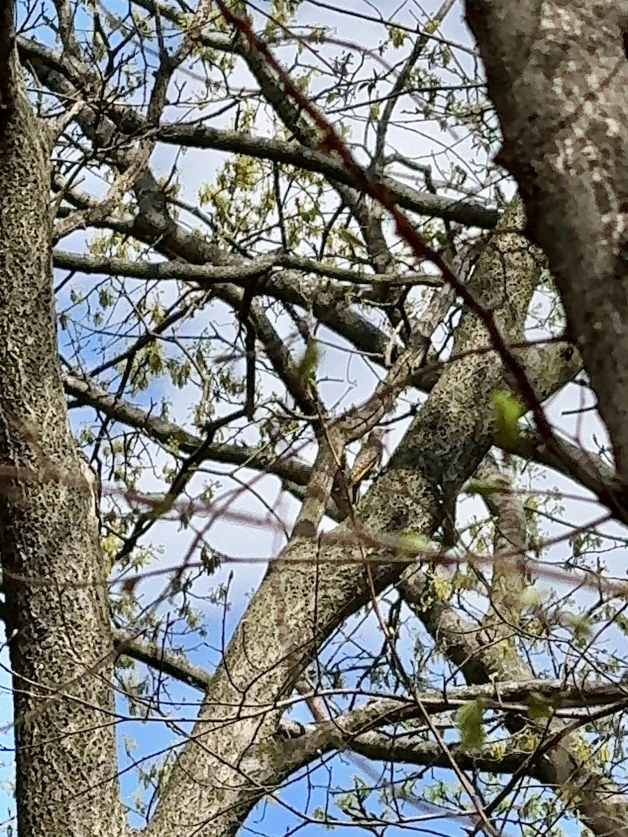 Northern Flicker (Yellow-shafted) - ML617522570