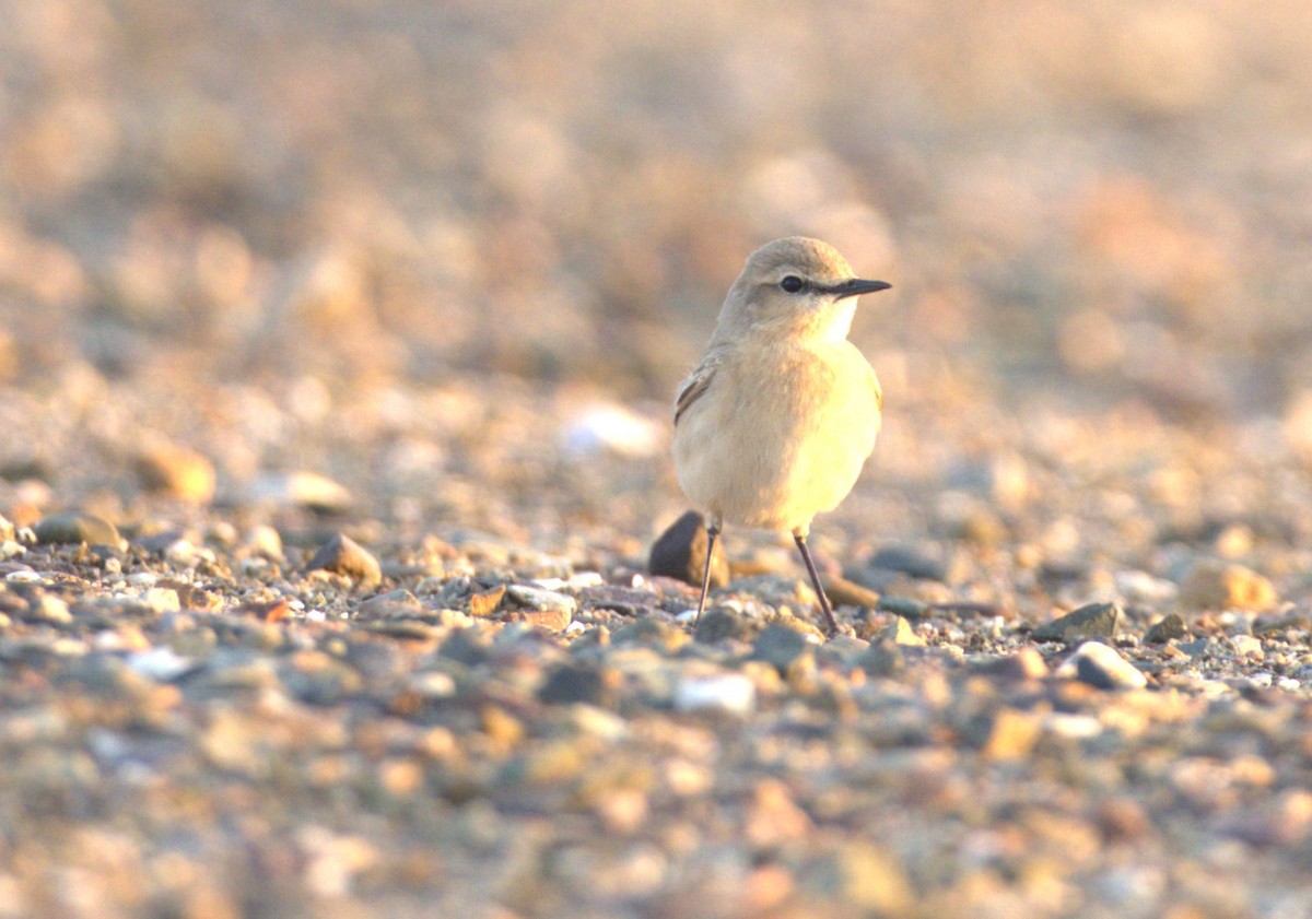 Desert Wheatear - Jitesh Mohanan