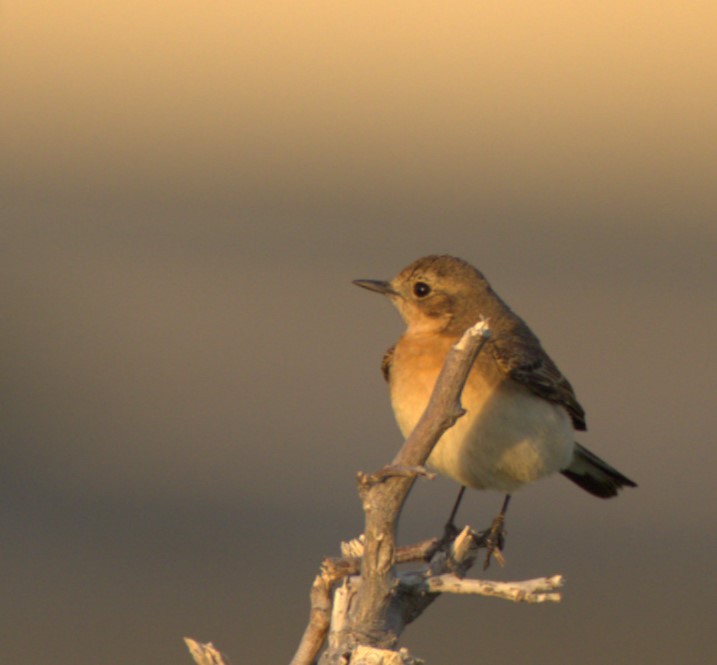 Eastern Black-eared Wheatear - Jitesh Mohanan